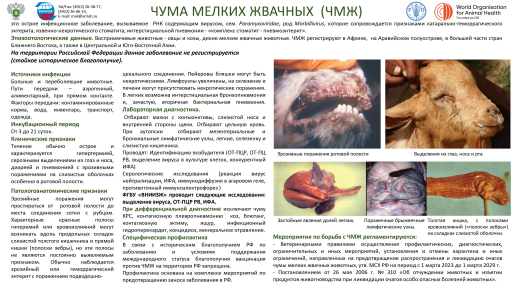 Памятка ЧМЖ Животных (1).jpg